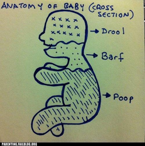 anatomy of a baby.jpg