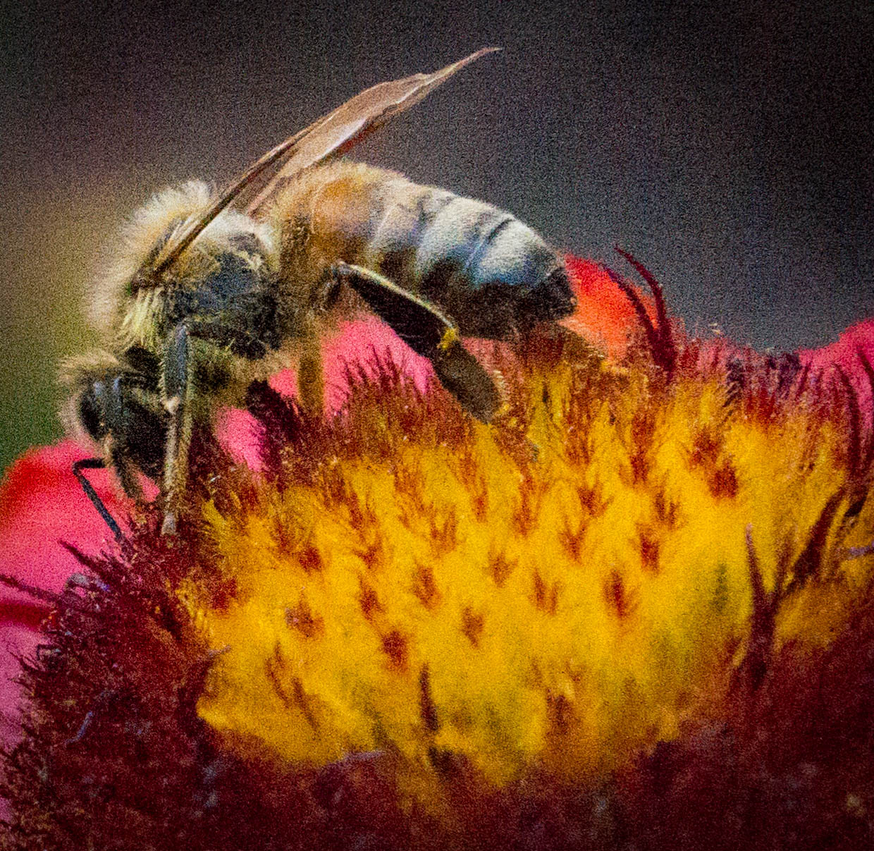 bee closeup.jpg