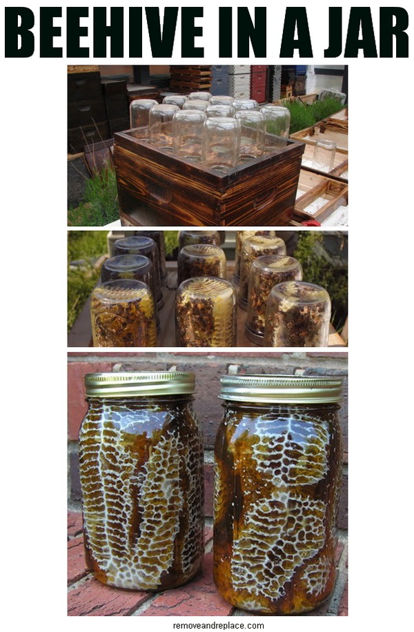 beehive-in-a-jar.jpg
