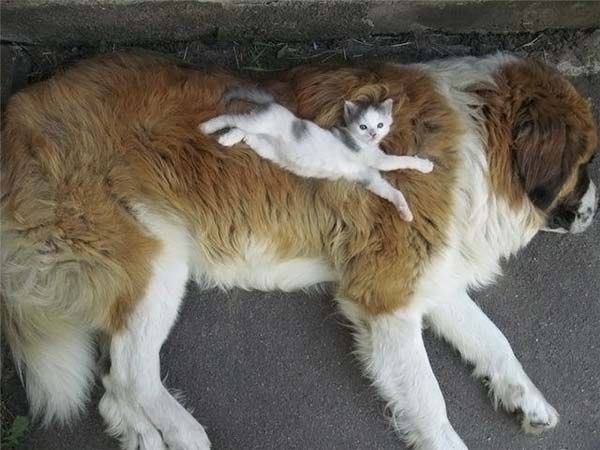 big-dog-small-kitten.jpg