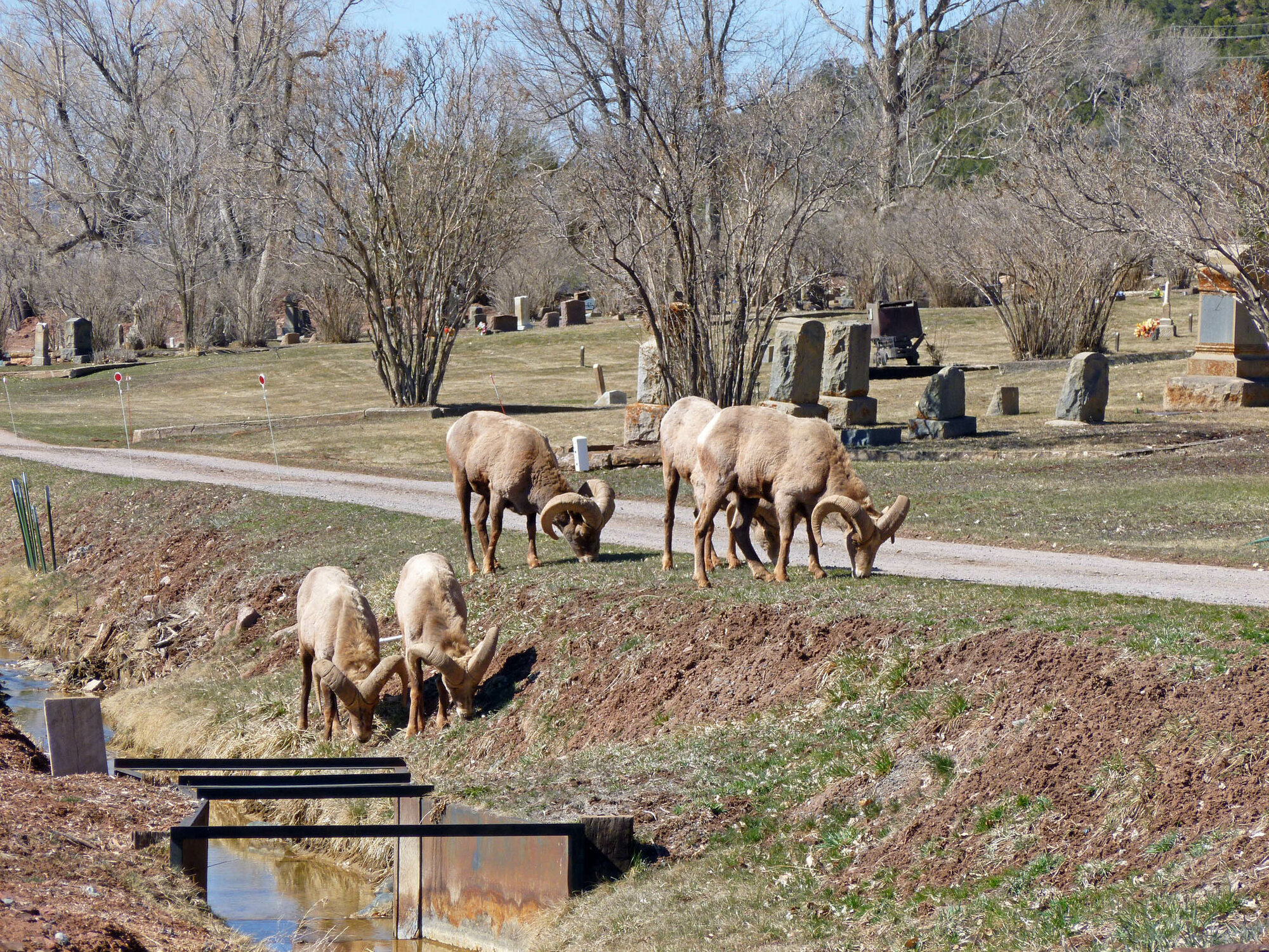 Bighorm rams at Ouray Cemetery2405sf 3-29-21.jpg