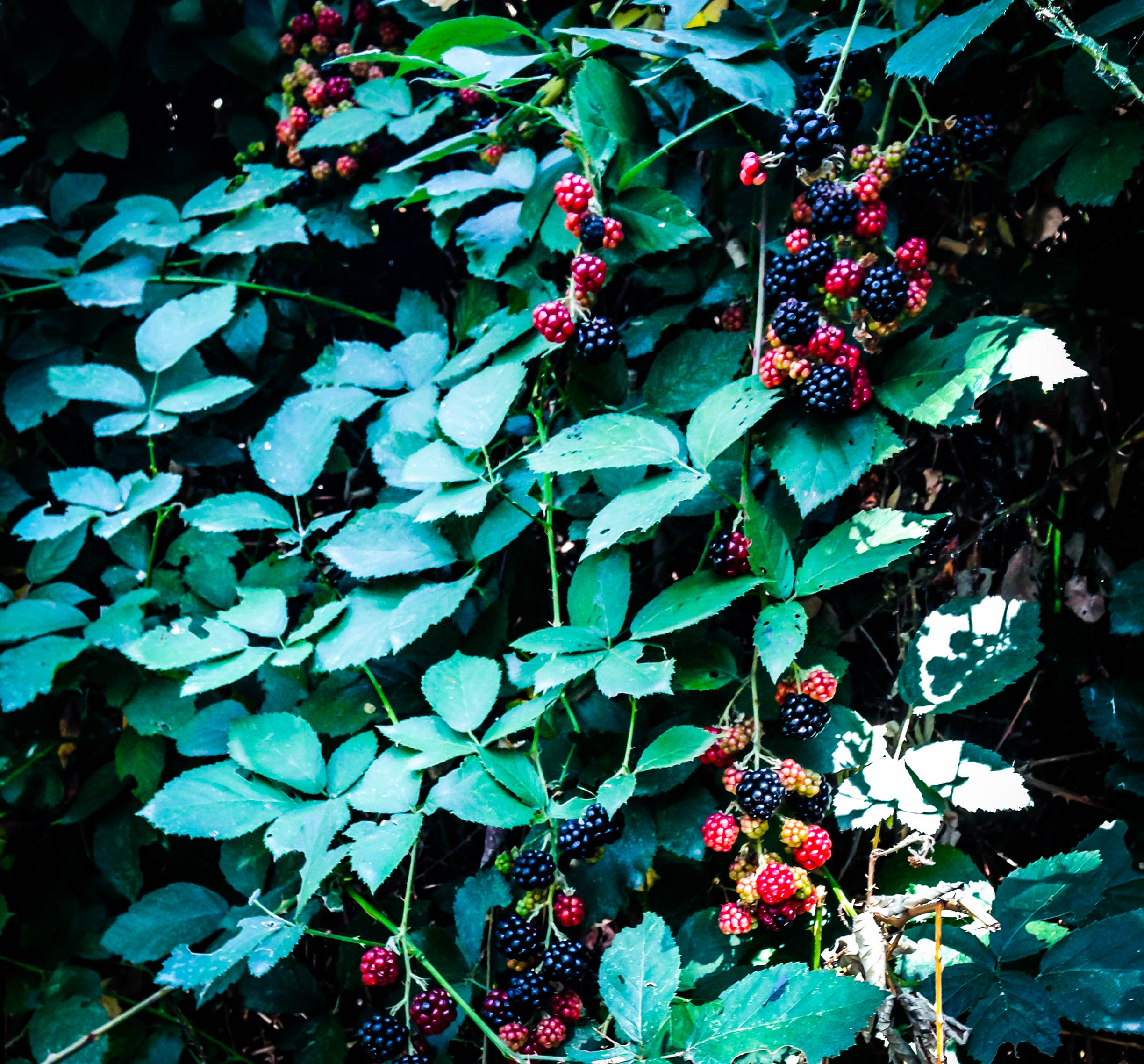 blackberries lr.jpg