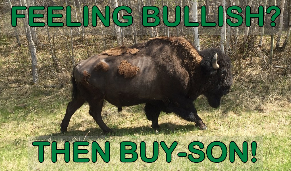 Bull.Bison.jpg
