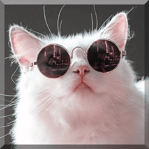 Cat-Sunglasses.jpg
