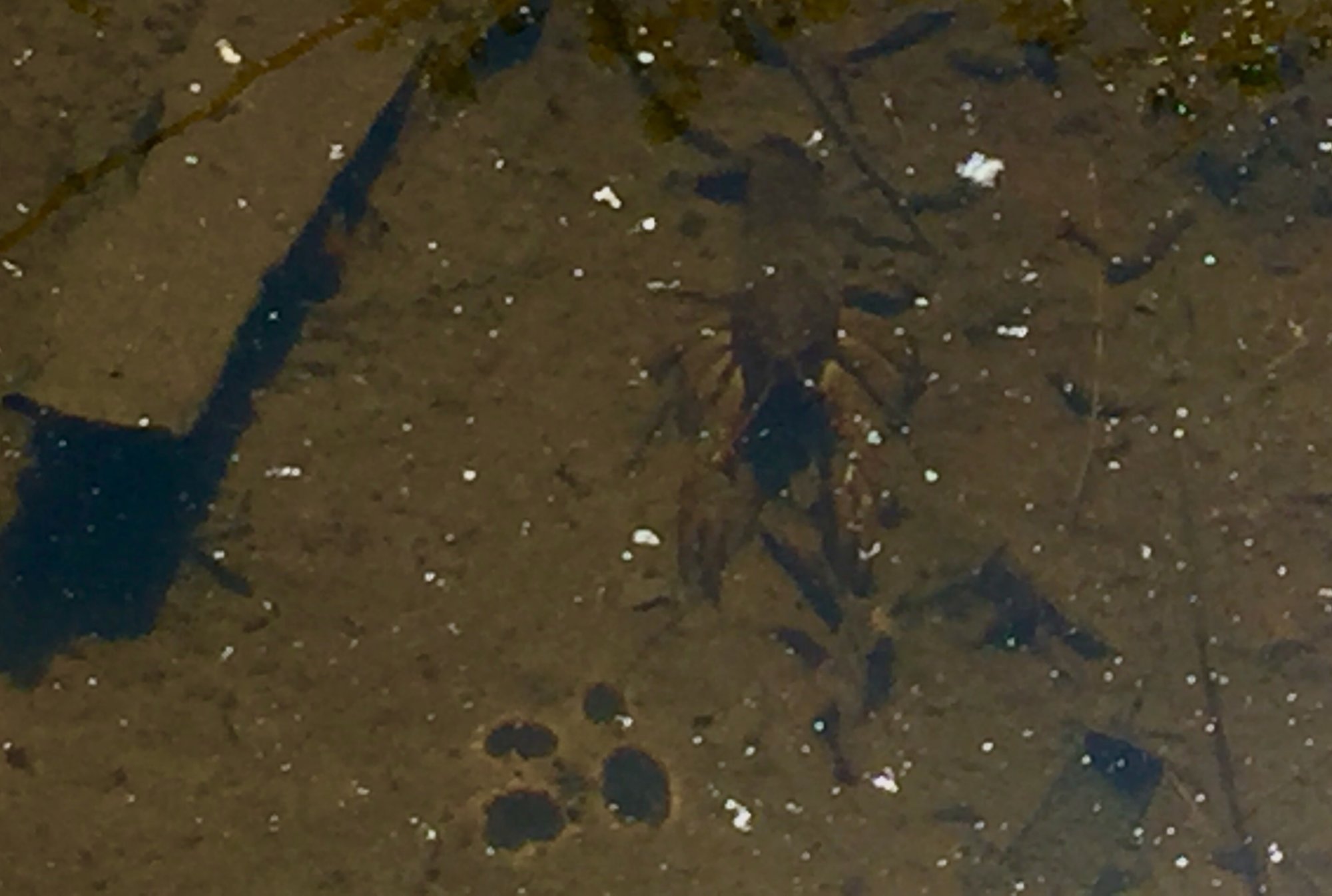 crawfish in pond.jpg