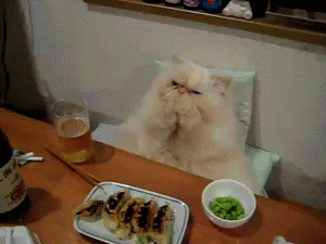 cute-gif-of-a-white-cat-that-is-eating-happily-at-the-table.gif