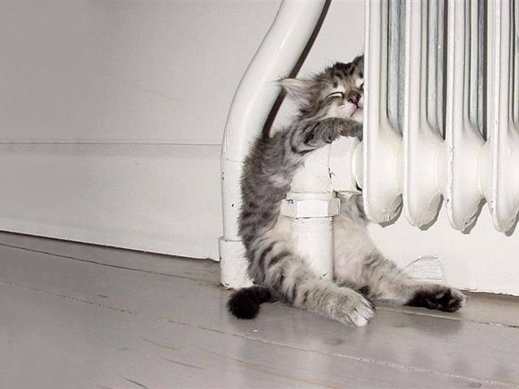 cute-kitten-sleeping-in-radiator.jpg
