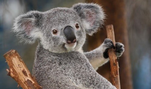 Cute-Koala-Bears.jpg
