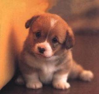 Cute Puppy.JPG
