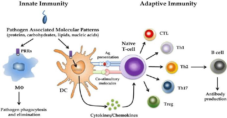 Dendritic-cells-link-innate-to-adaptive-immunity.jpg