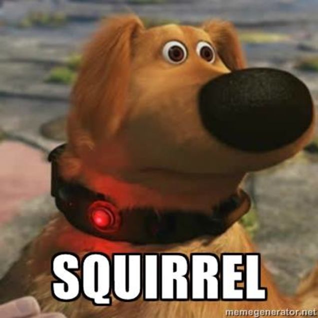 Dog - Squirrel!.jpg