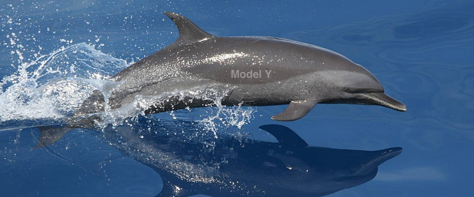 dolphin modely.jpg