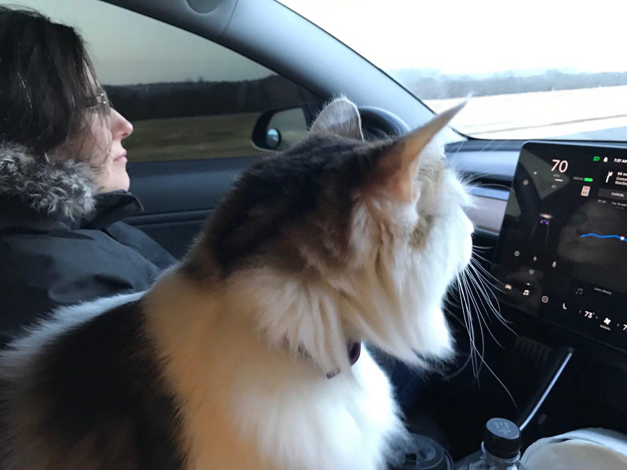 driving with cat.jpg