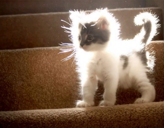 electrified-cat.jpg