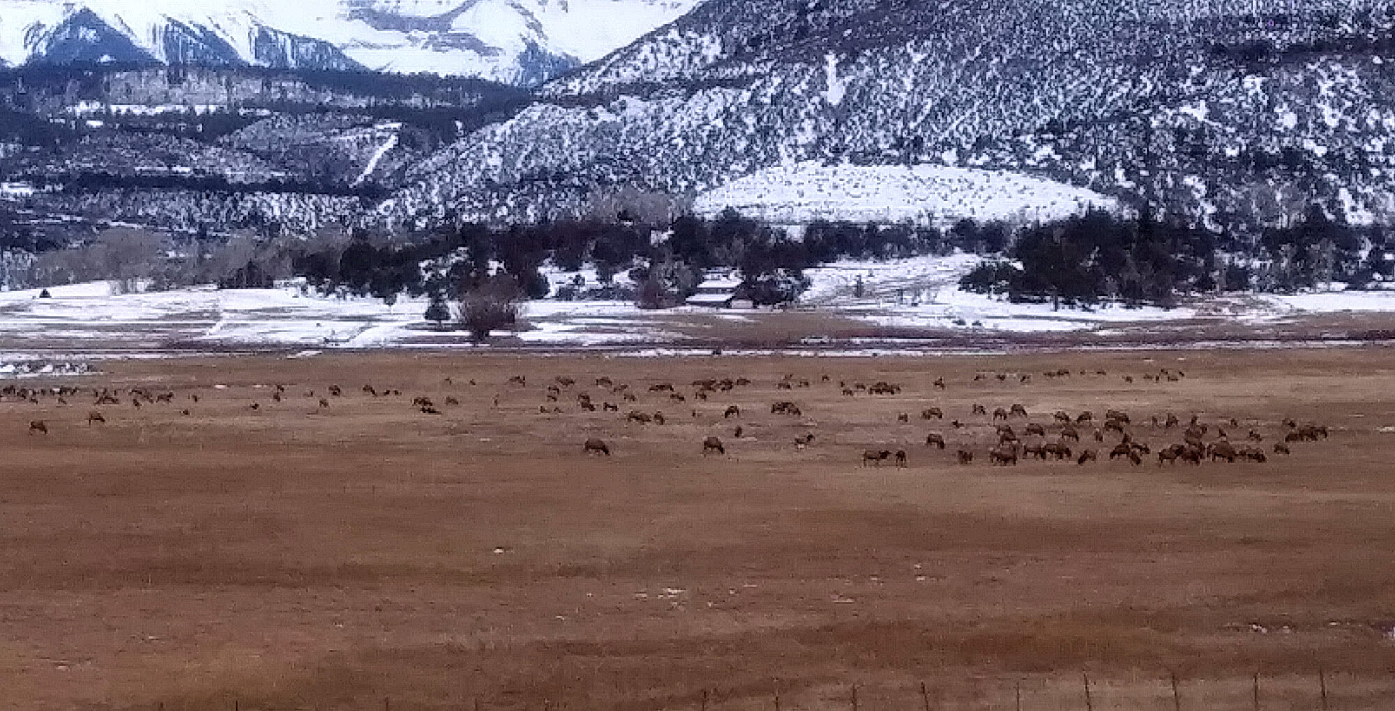 Elk herd i pasture on CR 24A 20220209crop_172046.jpg