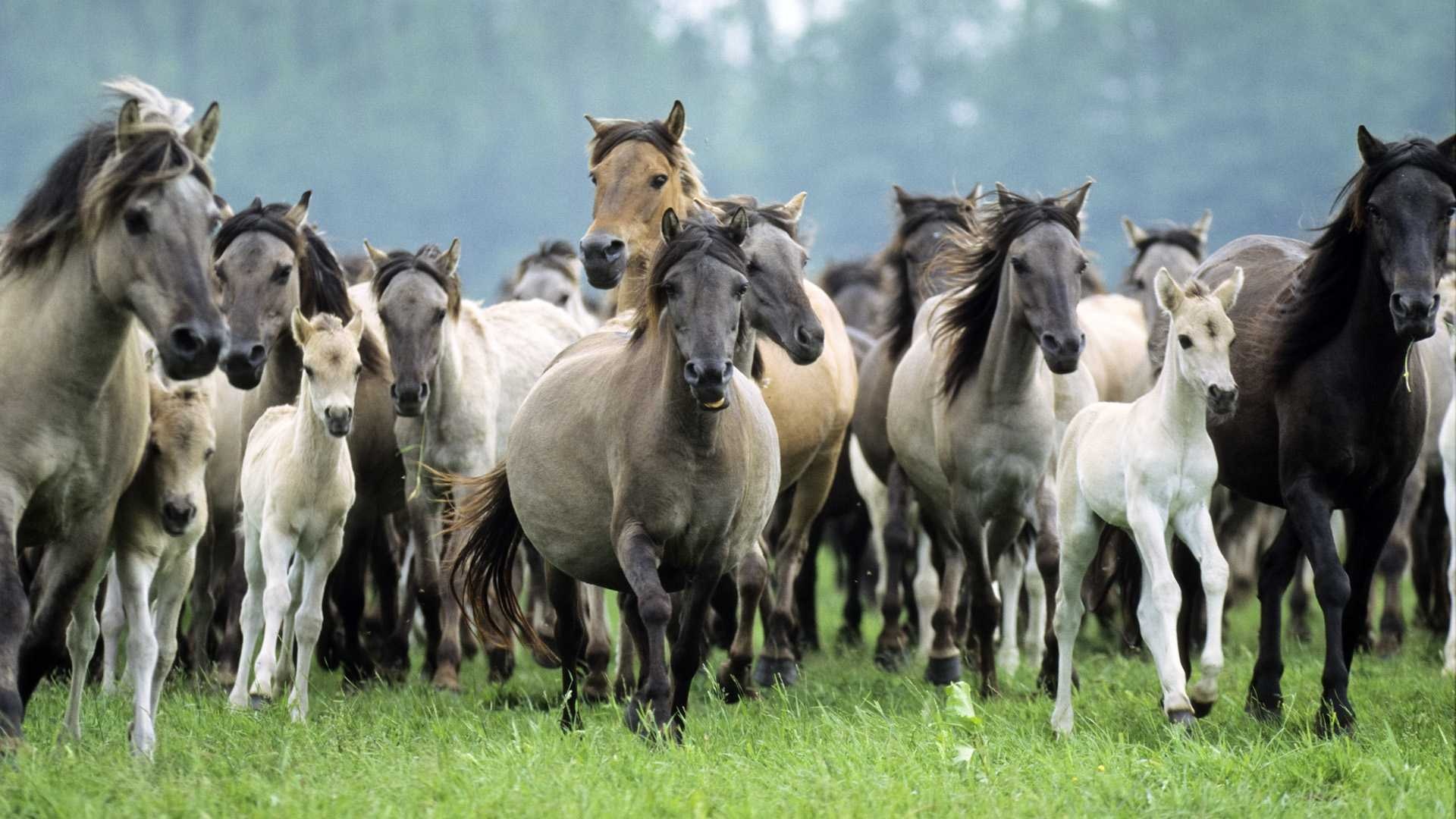horse herd.jpg