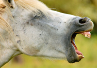 horses-mouth.jpg