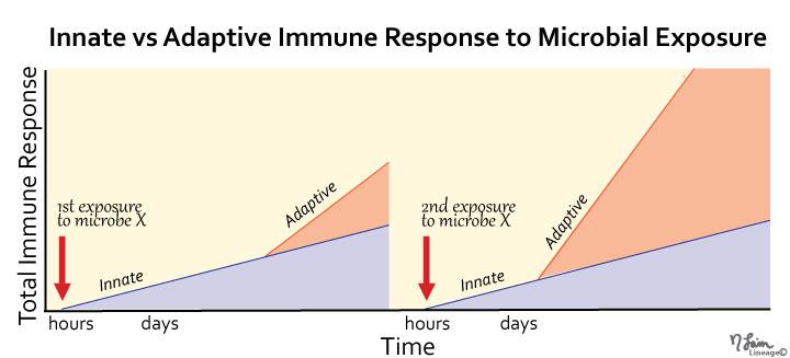 immuno.innate-vs-adaptive4.jpg
