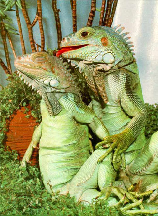 Lizards-in-Love.jpg