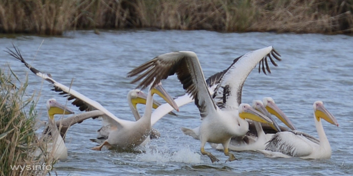 Migratory-Birds-Flight-Pelicans-Taking-off-in-Water3_d800_299_690_345_l.jpg