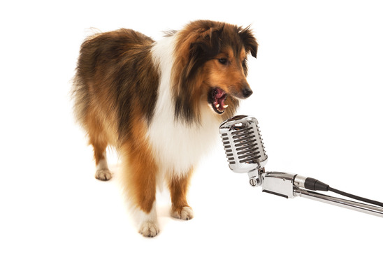 photodune-7590588-portrait-of-dog-singing-on-vintage-microphone-xs.jpg