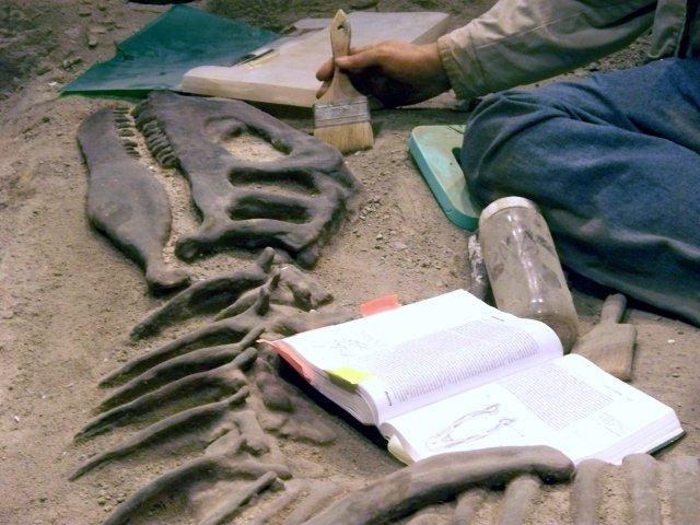 pictures-of-dinosaur-fossils-archeologist.jpg