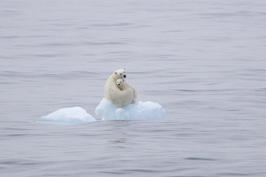 polar-bear-and-cub-on-a-floating-chunk-ira-meyer.jpg