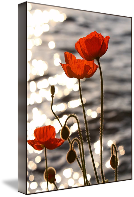 Poppies-in-the-Sunset-on-Lake-Geneva_art.png