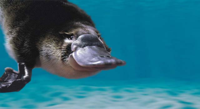 Smiling-Platypus.jpg