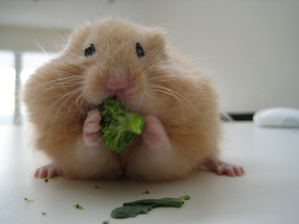 syrian-hamster-eating-broccoli.jpg