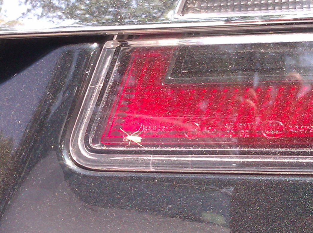 TaillightFly cropped.jpg