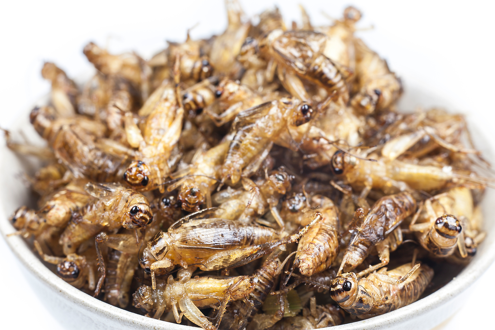 ter-insects-food__cricket_0050.png