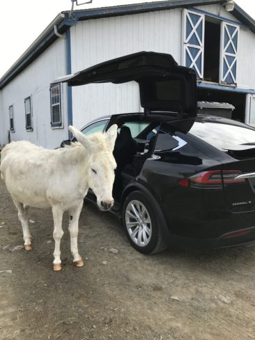 Tesla_Donkey.jpeg