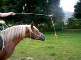 th_horse-and-carrot.jpg