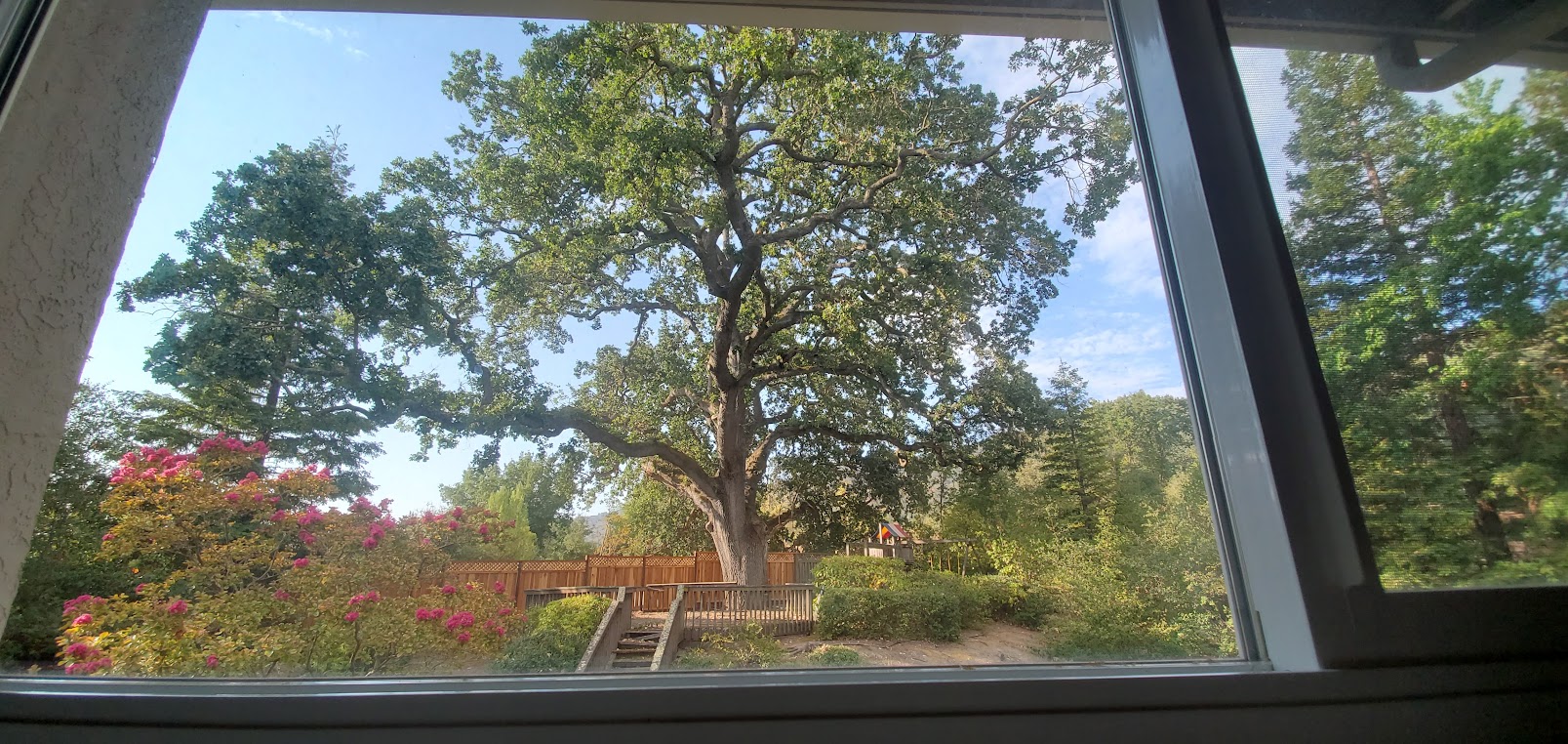tree-backyard.jpg