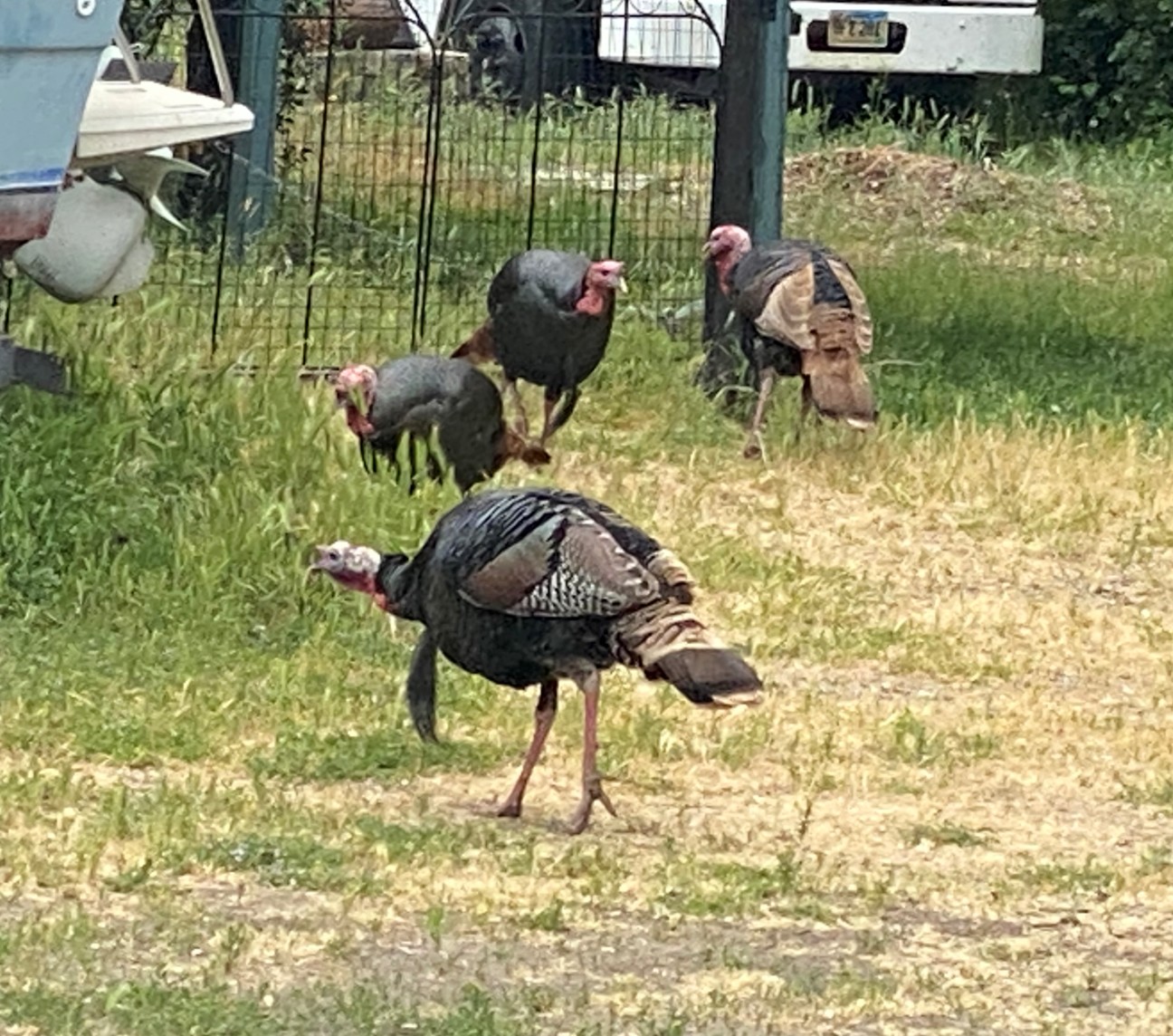 Wild Turkeys taking over in California Central Valley communities