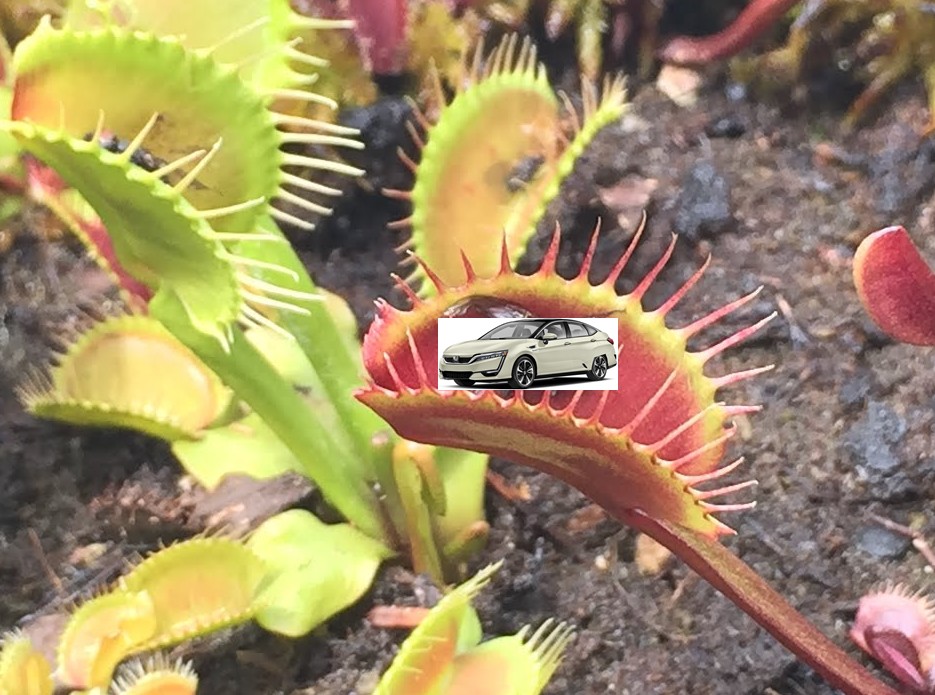 Venus Fly Trap with Clarity.jpg