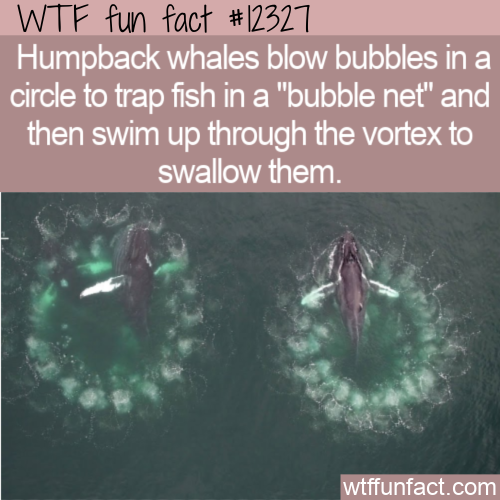 WTF-Fun-Fact-Whale-Bubble-Nets-1.png