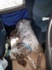 Sleeping in car 3-2.jpg