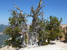 Bristlecone pine Cedar Breaks NM2090sf 8-27-18.jpg