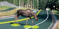 solar-roadway-moose.jpg