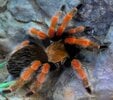 red-legged tarantula